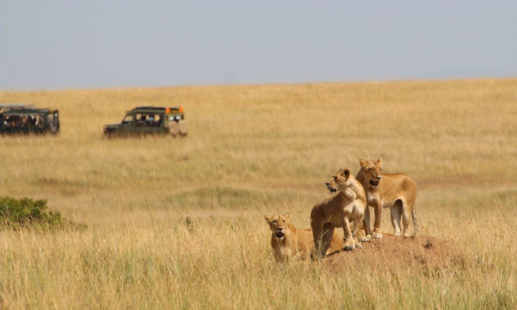    Best East Africa safari tour package itineraries to compare for first timers in Africa